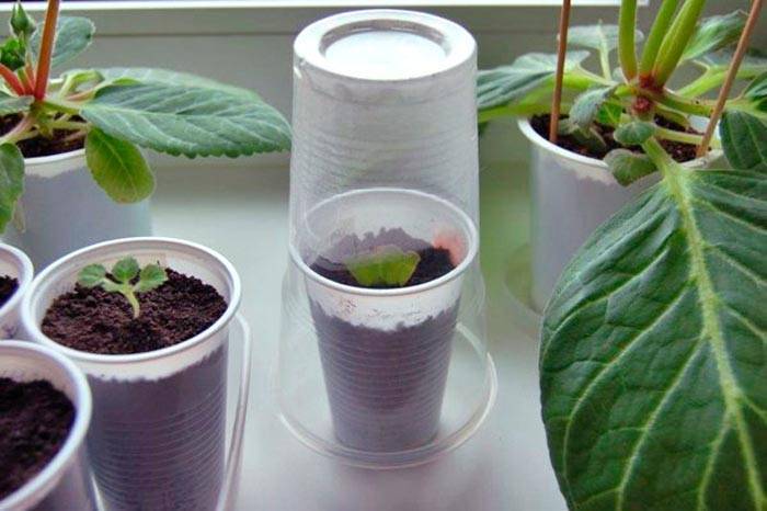 Как размножить глоксинию листом в домашних условиях: пошаговая инструкция