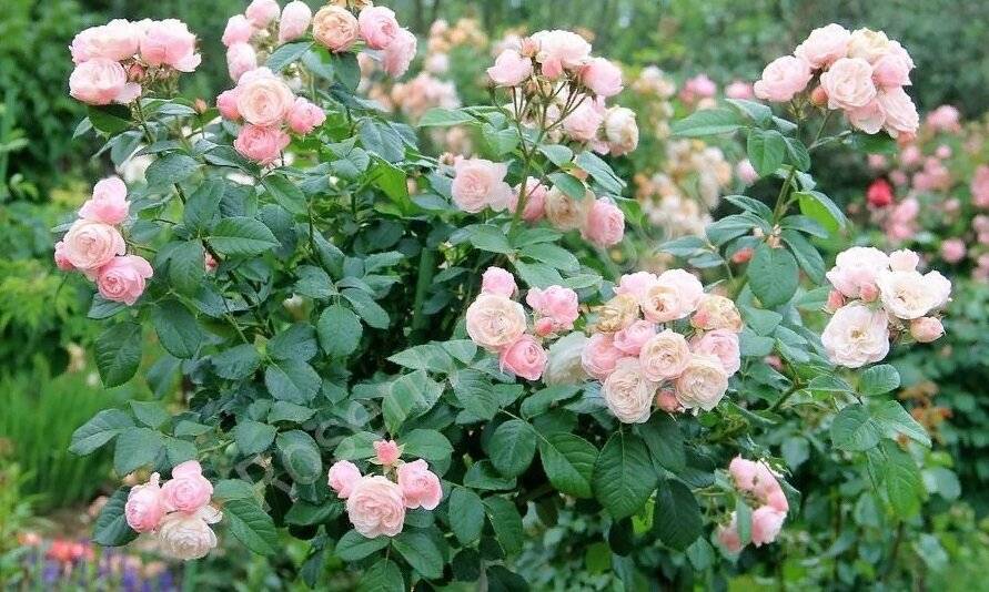 Сорта парковых роз, цветущих все лето
