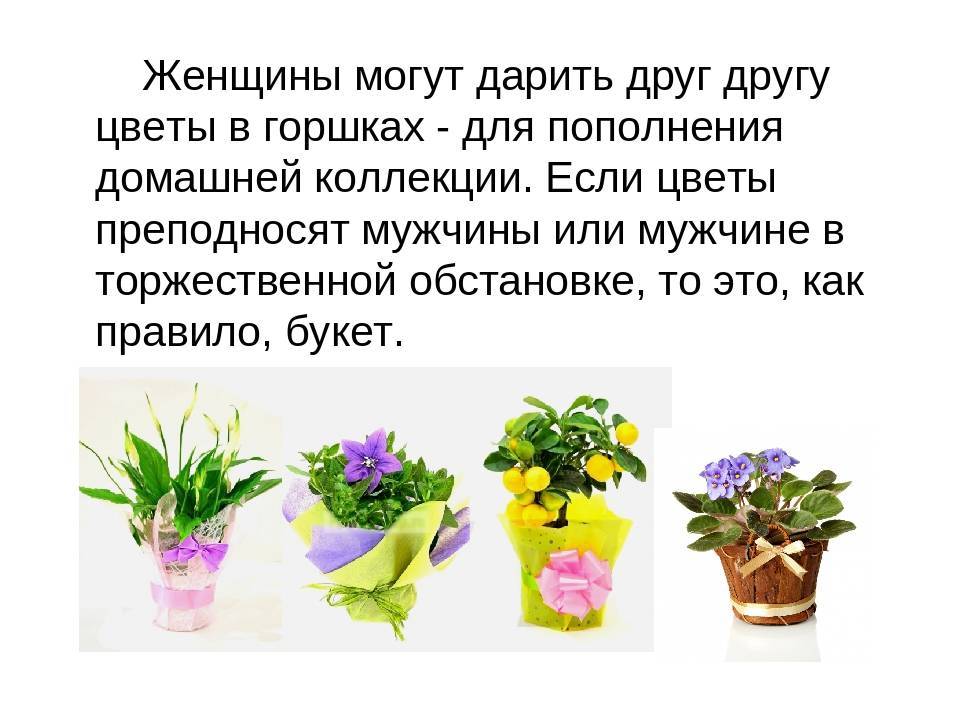 Растения, приносящие удачу и несчастье (57 фото): суеверия и приметы, какие комнатные цветы можно разводить
