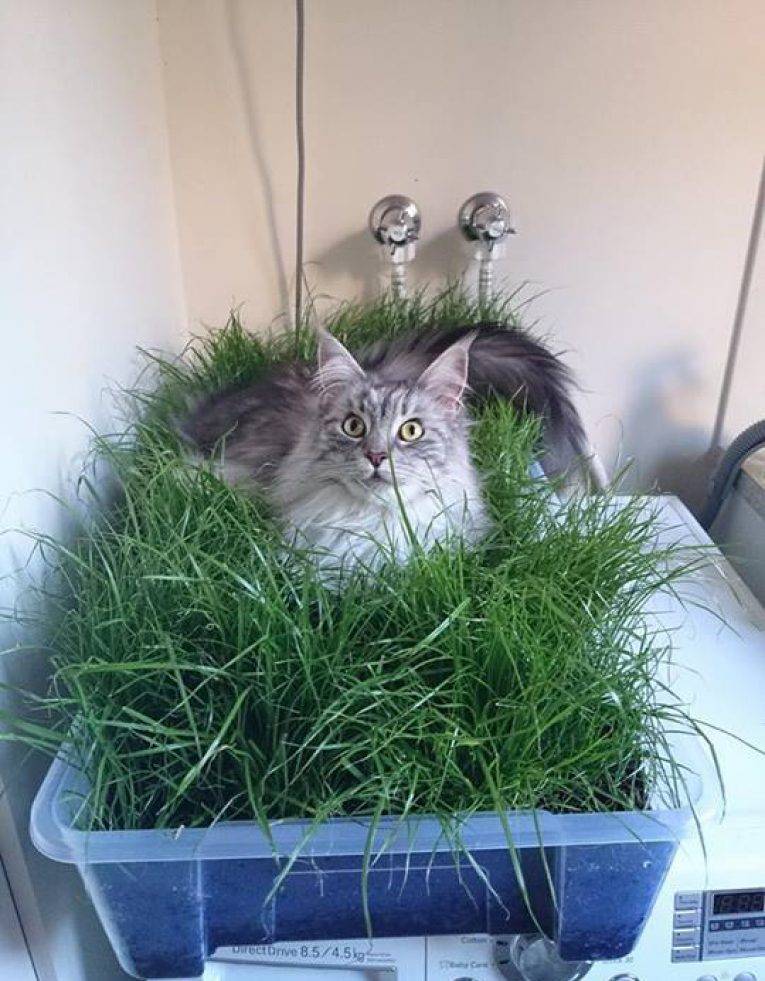 Комнатные растения, безопасные для кошек