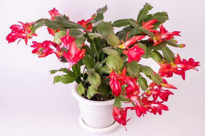 Цветок декабрист – уход в домашних условиях. отличия от кактусов в выращивании – полив, освещение, температура
