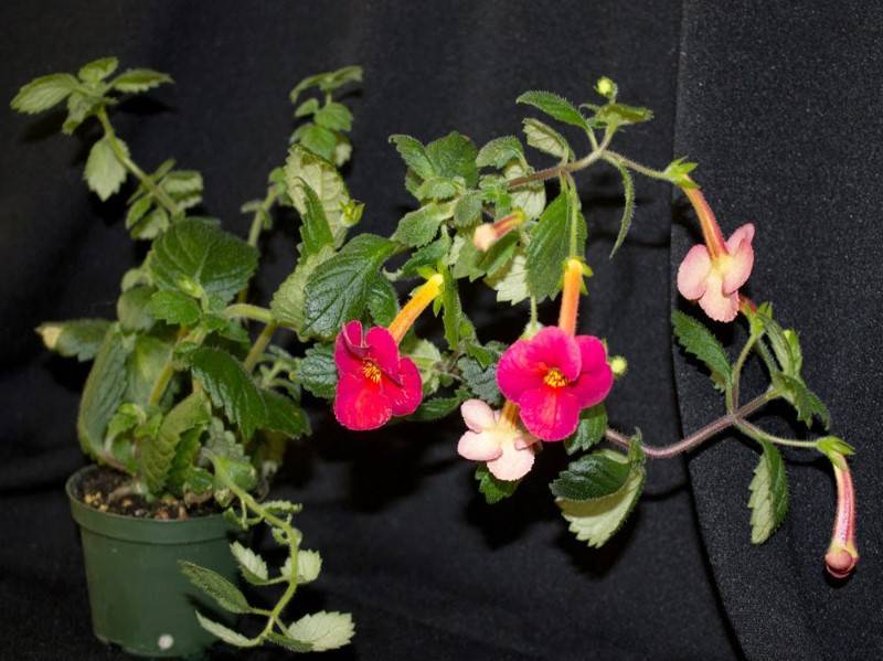 Ахименес (achiménes) – нежный домашний цветок