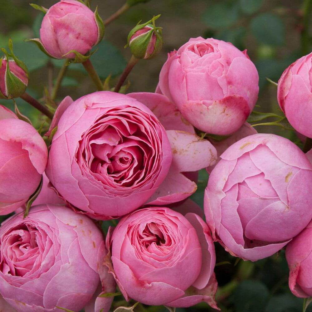 Розы: 15 лучших романтических сортов