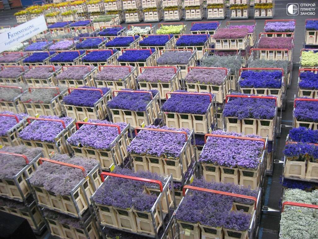 Где выращивают голландские цветы
