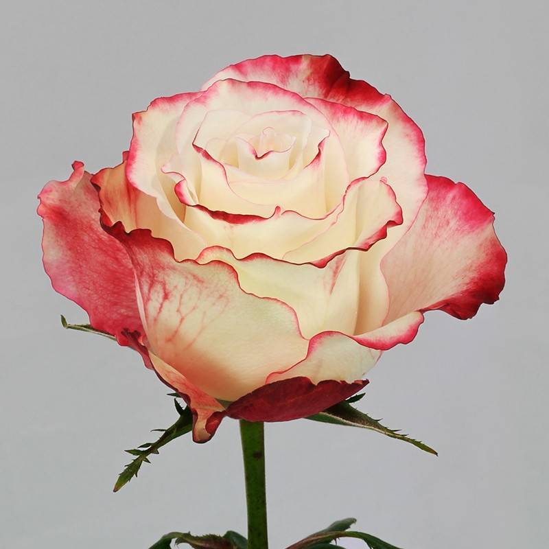О розе свитнесс (sweetness): описание и характеристики чайно гибридной розы