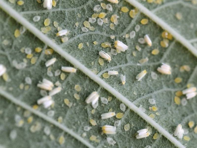 Какие растения отпугивают комаров и мошек на дачном участке: перечень