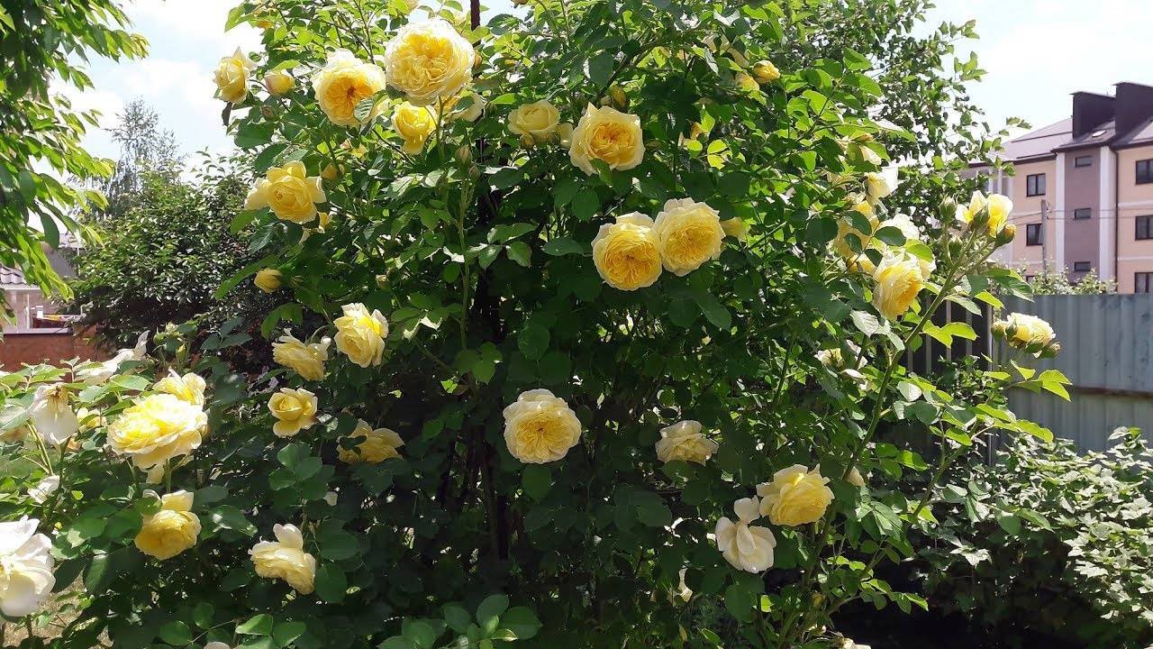 О кустарниковой розе пилигрим (the pilgrim): характеристика сорта розы остина