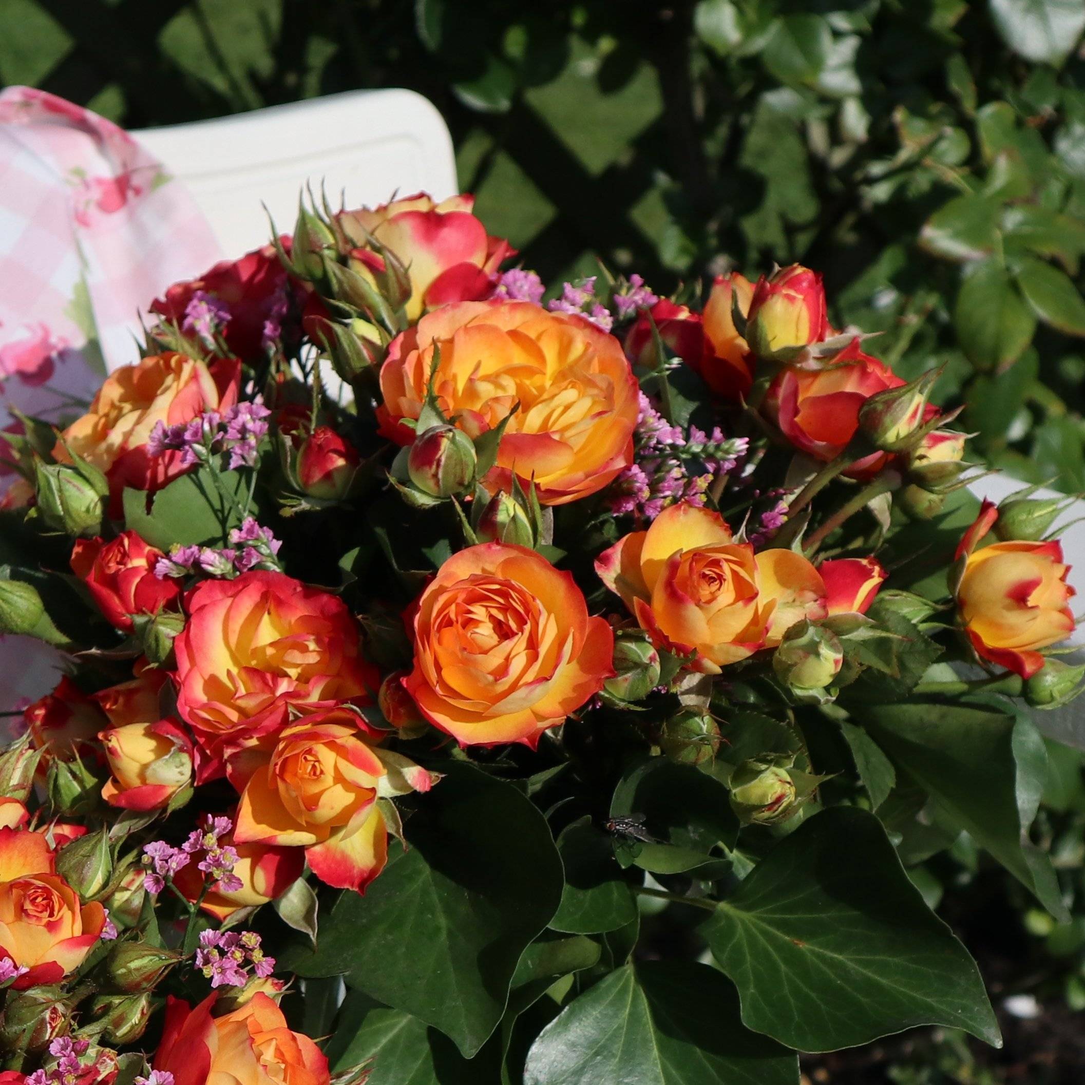 Описание сортов розы спрей, посадка и уход в открытом грунте для новичков