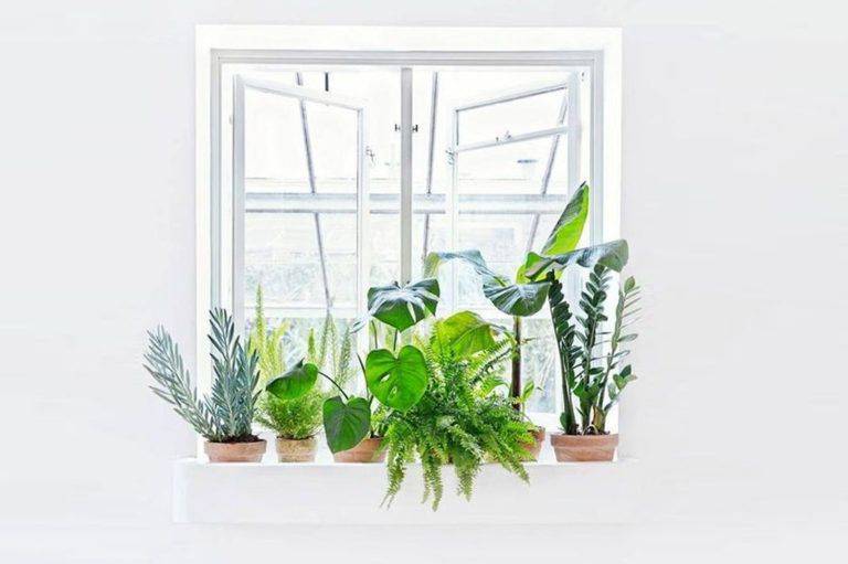Красивоцветущие комнатные растения для южных окон: полный список