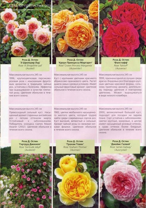 Выращивание роз флорентина florentina - журнал садовода ryazanameli.ru