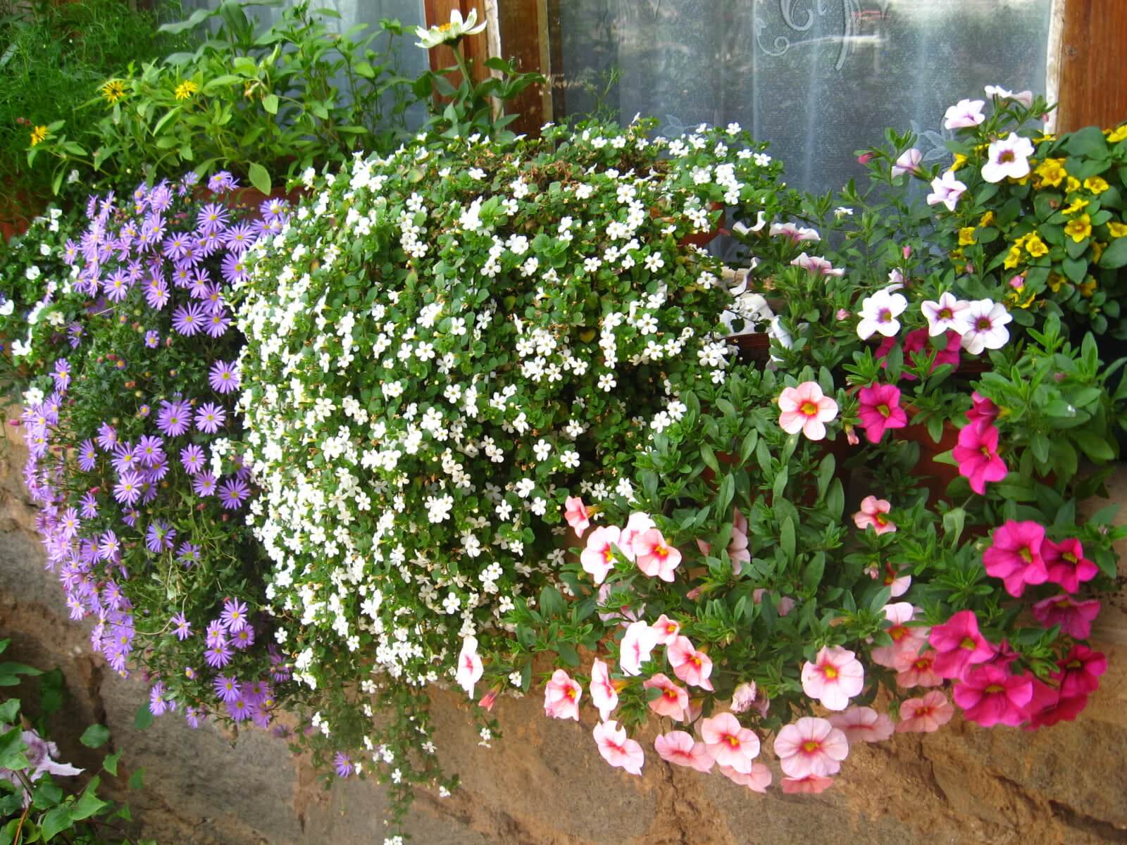 Сутера или бакопа: уход и выращивание, нюансы содержания для эффектного цветения и роскошного вида растения