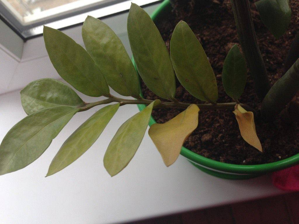 7 причин, почему у замиокулькаса желтеют листья и что делать, как спасти долларовое дерево