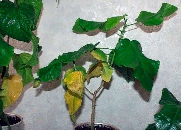 Желтеют и опадают листья комнатной розы: как вылечить растение