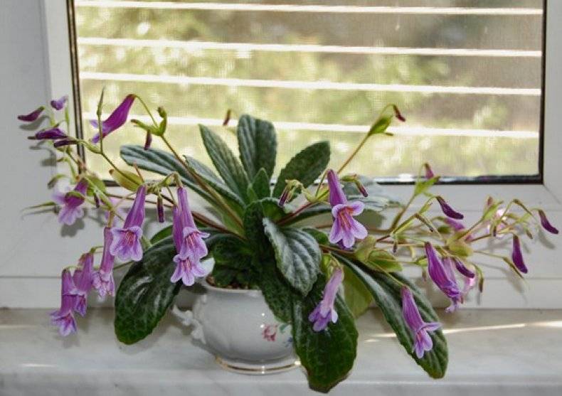 Хирита — выращивание и уход в домашних условиях, фото видов