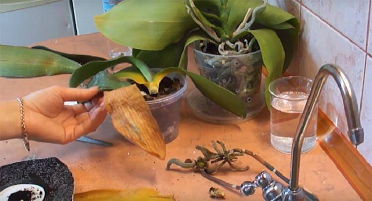 Как реанимировать орхидею: как спасти в домашних условиях и что делать, если сгнил корень - как восстановить без него цветок и каковы причины гибели листьев