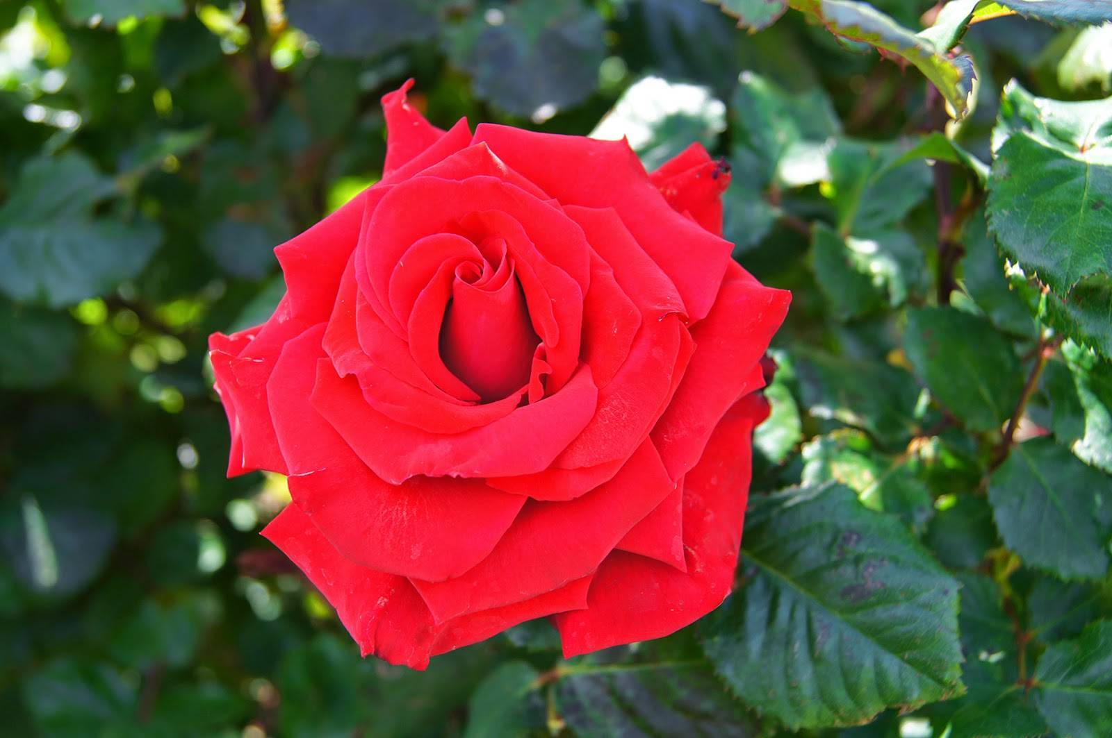 Роза супер гранд аморе — чайно-гибридная любовь кордеса