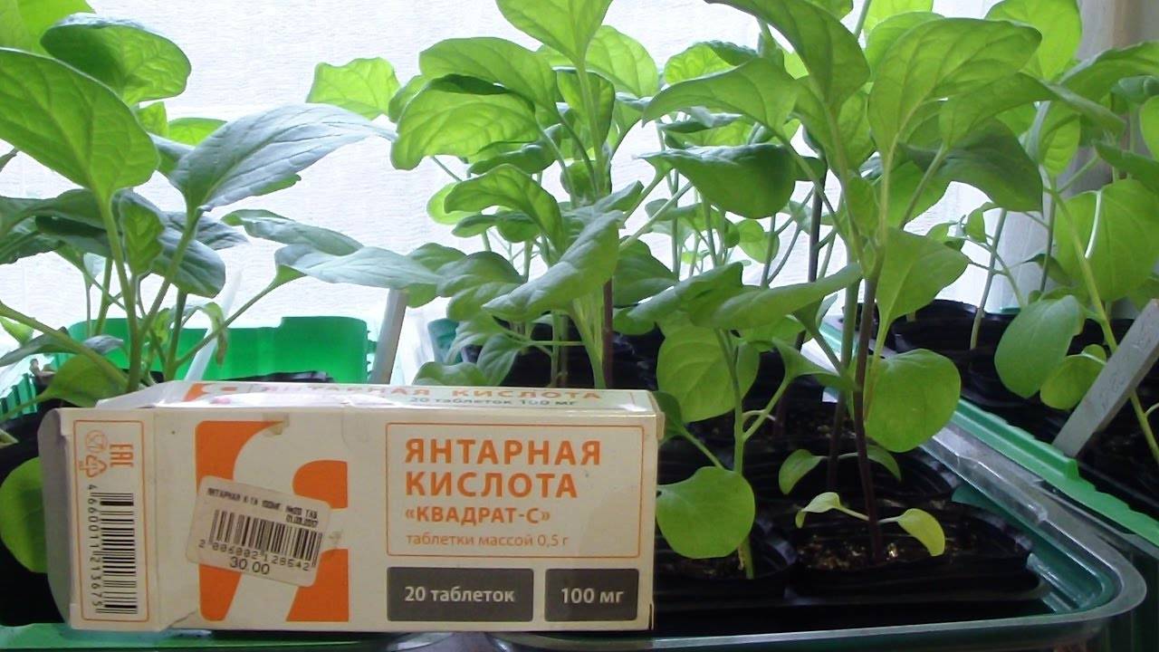 Янтарная кислота для комнатных растений в таблетках: как применять природный продукт