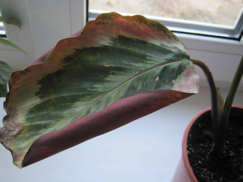 Калатея кроката - почему сохнут и скручиваются листья, уход в домашних условиях