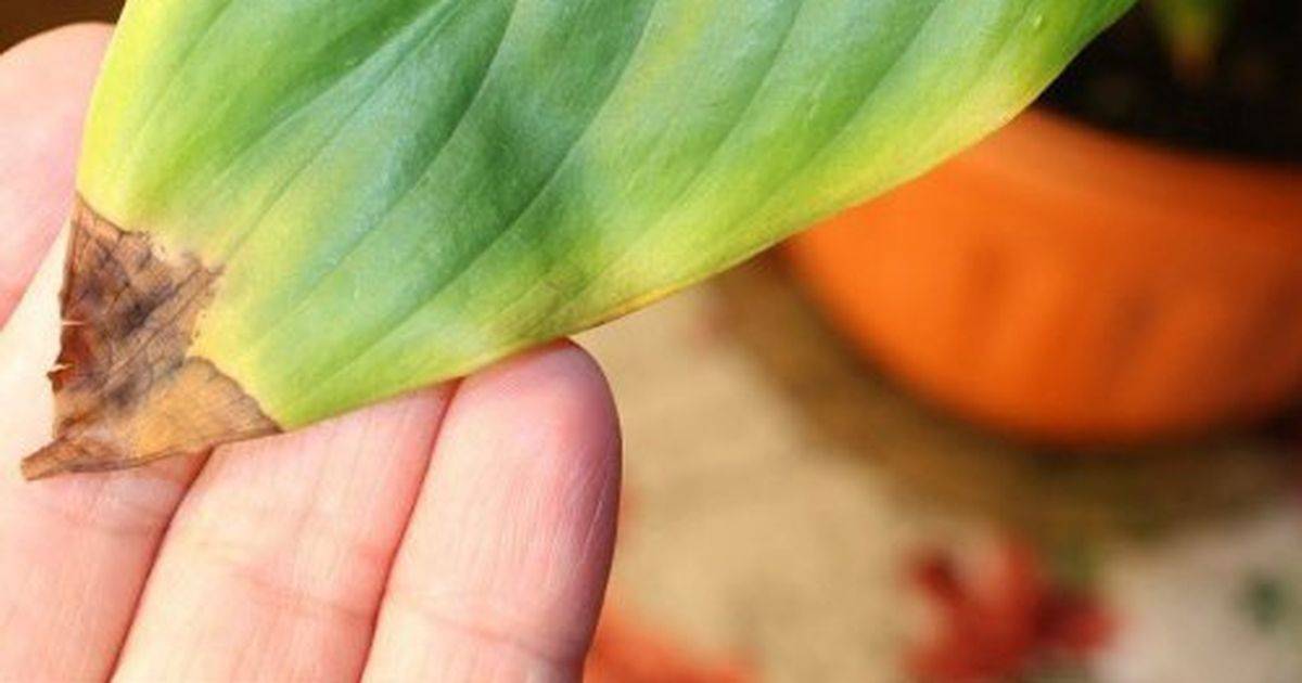 Почему желтеют листья у лилейника — что делать