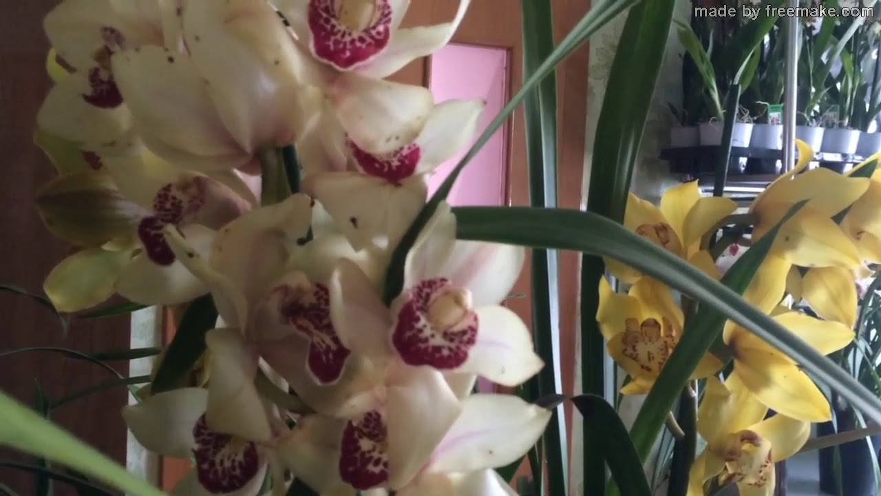 Орхидея цимбидиум: уход в домашних условиях, фото