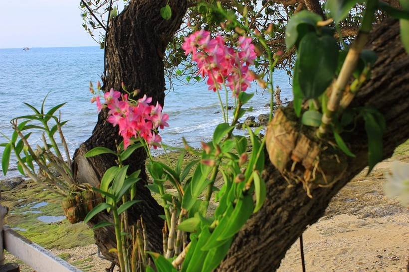Где растет орхидея в дикой природе |блог об орхидеях