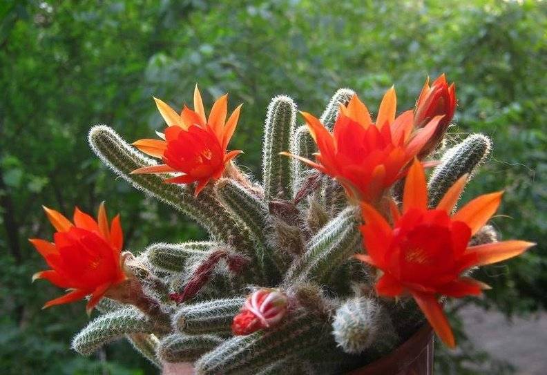Виды кактусов с фото: пустынные, лесные, цветущие и 9 редких