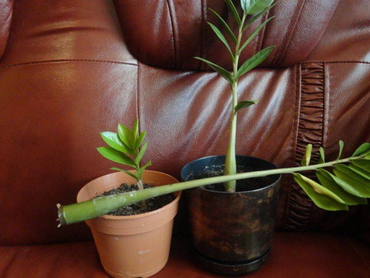 Долларовое дерево или комнатный цветок замиокулькас: посадка, уход, размножение