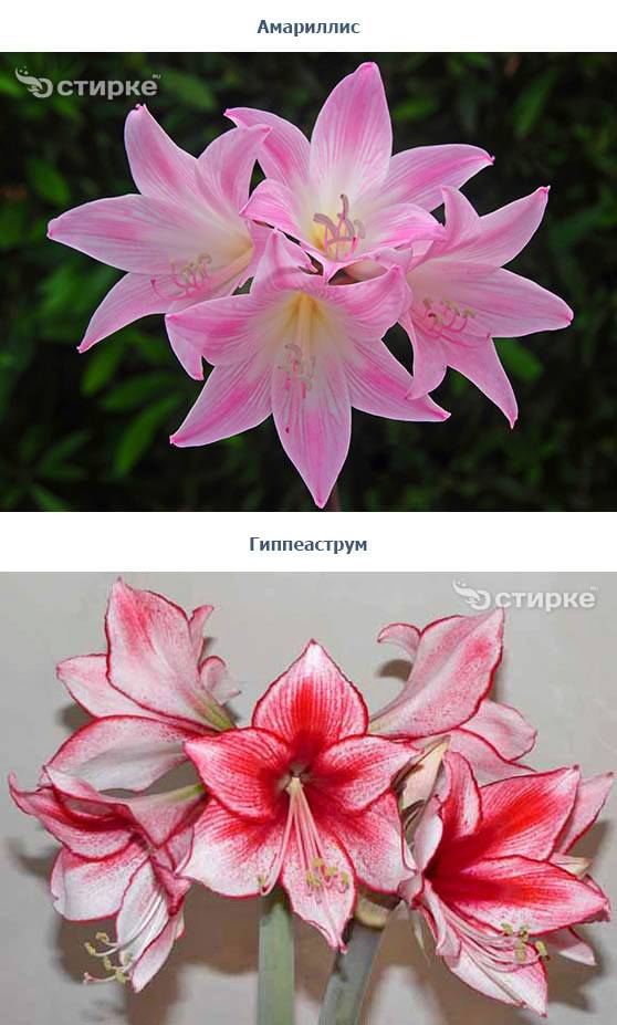 В чем отличие амариллиса и гиппеаструма? как определить, какой из тропических цветов в горшке перед вами?