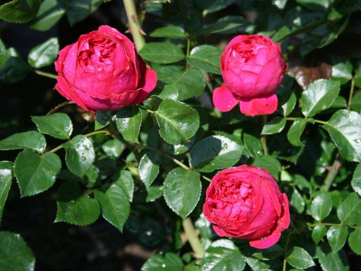 Роза эрик таберли: описание, выращивание и уход. розы эрик таберли