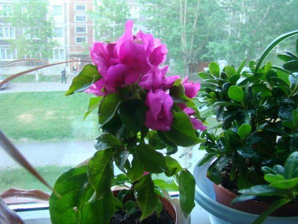 Комнатные цветы для темной комнаты: неприхотливые растения в вашем доме