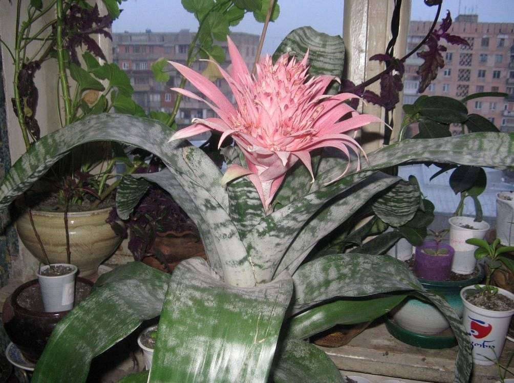 Эхмея полосатая: выращивание и уход за цветком в домашних условиях
