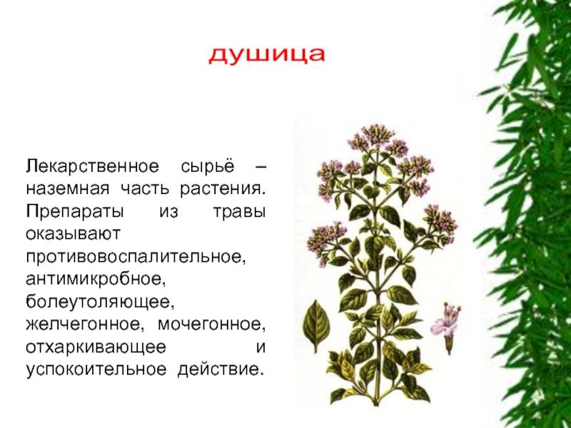 4 примера лекарственных растений Лекарственные растения и травы, описание, виды целебных растений
