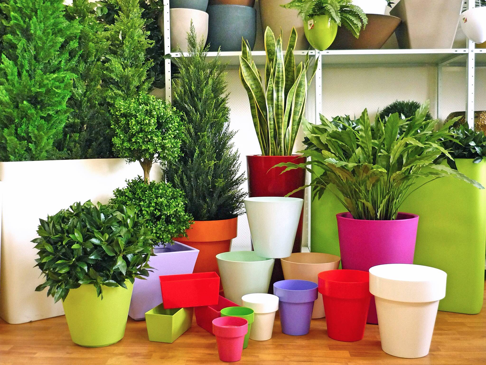 10 лучших комнатных растений для начинающих. уход в домашних условиях. фото — ботаничка