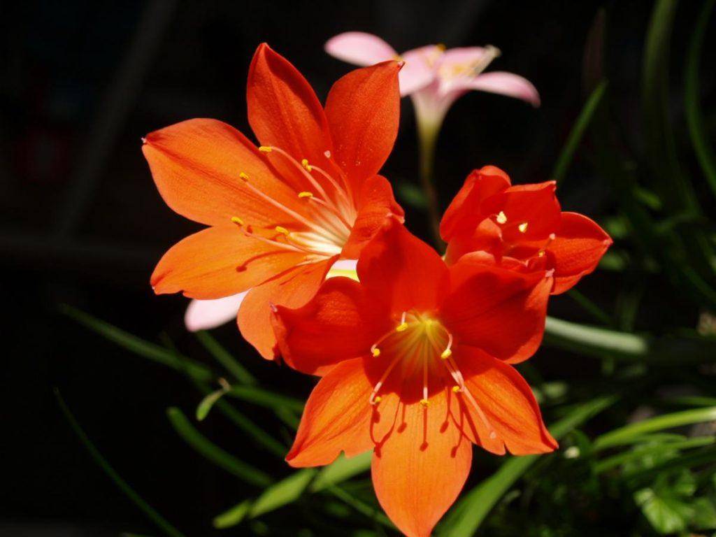 Цветки валлота — уход и выращивание в домашних условиях