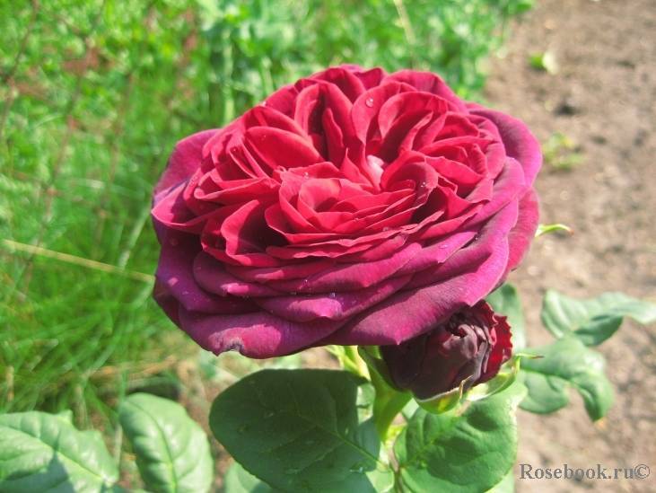 7 популярных сортов для формирования розы на штамбе