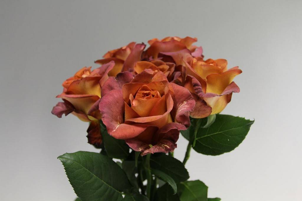 Кофейные розы сорта. «кофе брейк»: роза, о которой мечтают садоводы