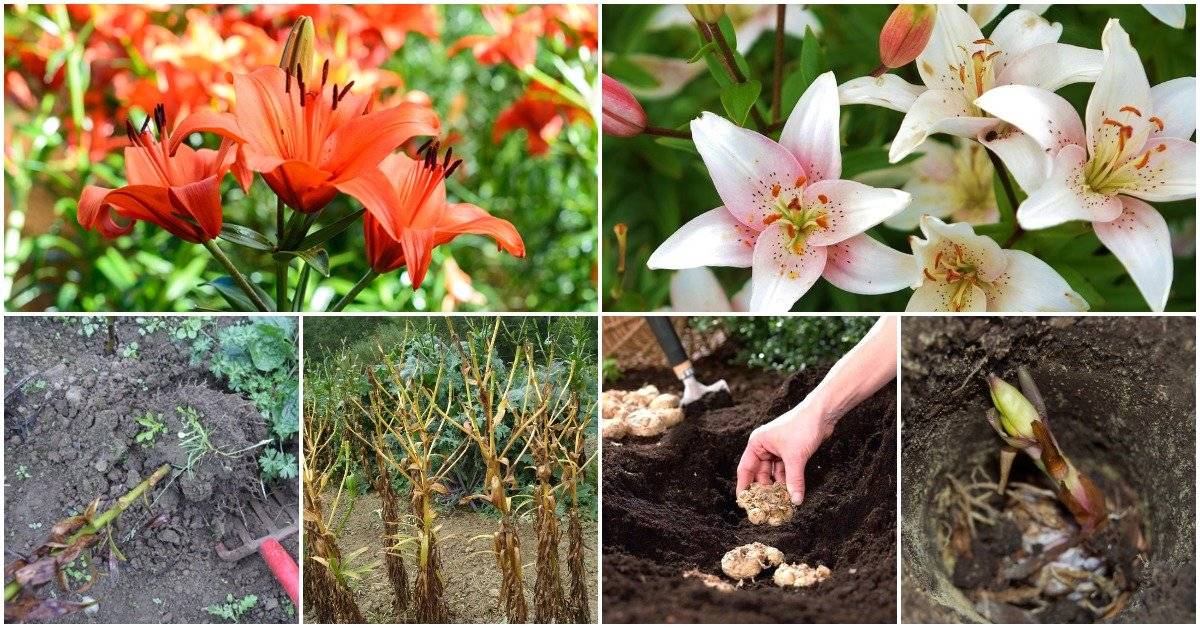 Горшечные лилии: как рассаживать лилии, сколько и когда цветут, когда делить