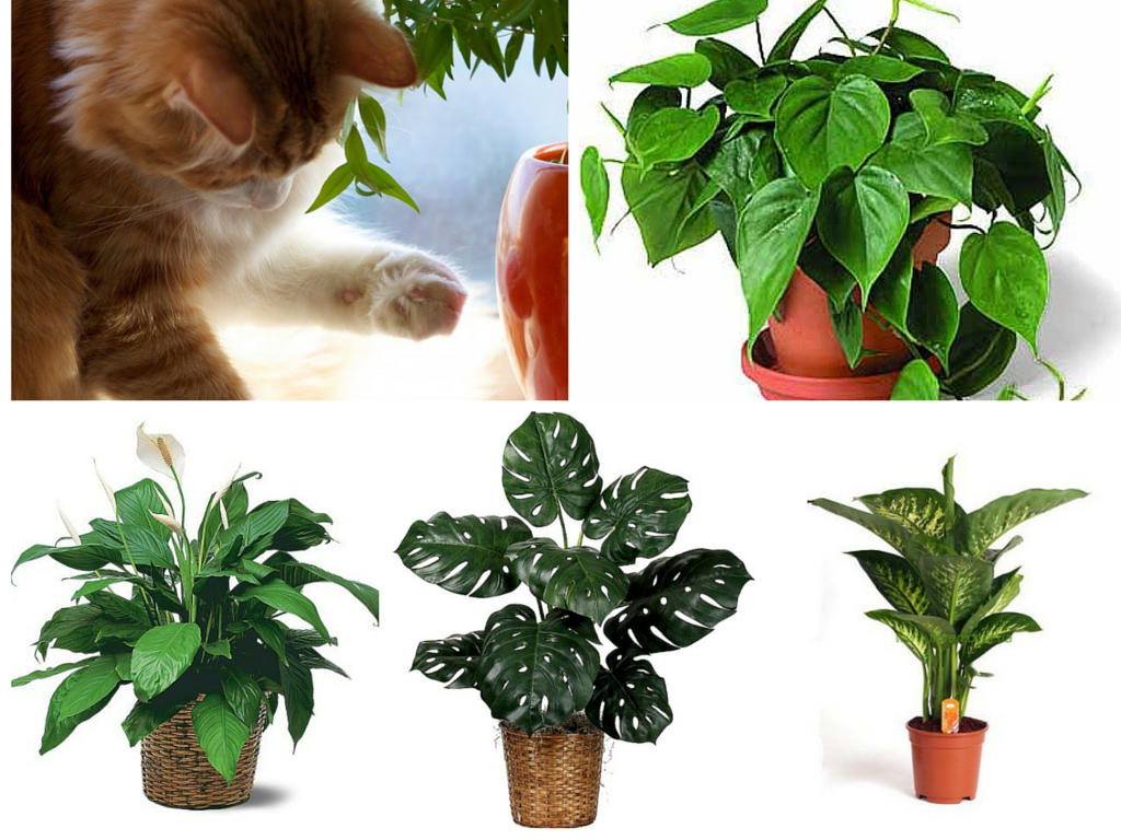 Самые опасные растения для ваших домашних животных
