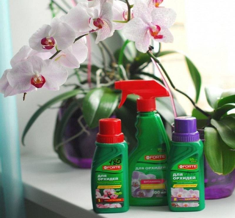 Как ухаживать за орхидеей в домашних условиях: инструкция для начинающих