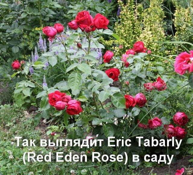 Роза эрик таберли: описание, выращивание и уход. роза плетистая eric tabarly рекомендация специалиста по использованию розы в ландшафтном дизайне