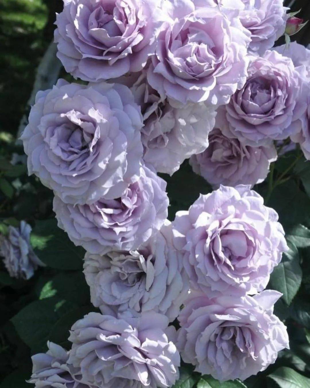 Розы кордеса лучшие сорта с фото и описанием - агро эксперт