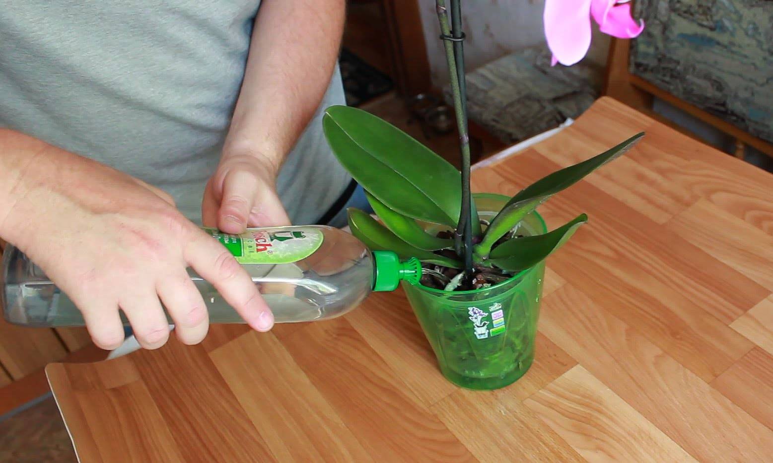 Можно ли пересадить орхидею во время цветения: пошаговая инструкция и особенности пересадки