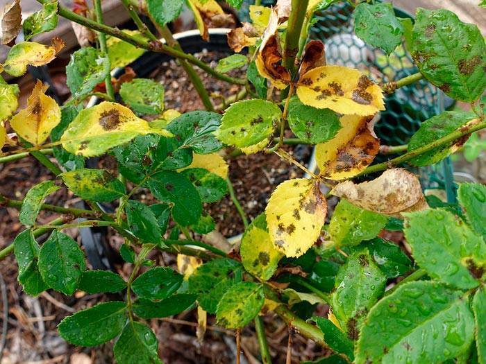 Что делать и чем подкормить, если у гортензии желтеют листья