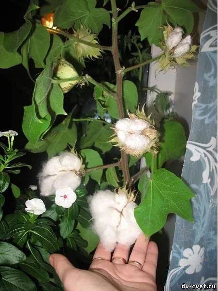 Растение хлопок: фото, рекомендации по выращиванию из семян , фото цветка хлопок