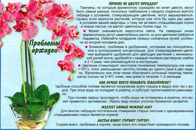 Виды орхидей - названия, фото и описания (каталог)