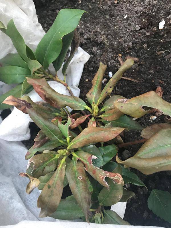 Почему у рододендронов пожелтели листья и что с этим можно сделать