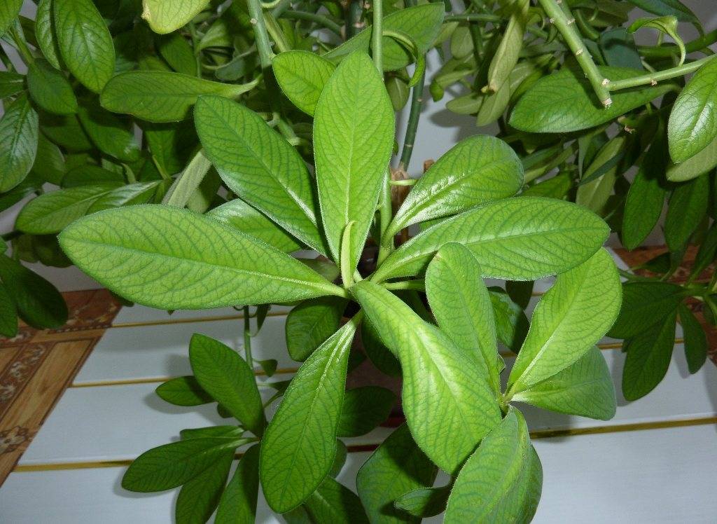 Синадениум: фото, уход и выращивание растения в комнатных условиях