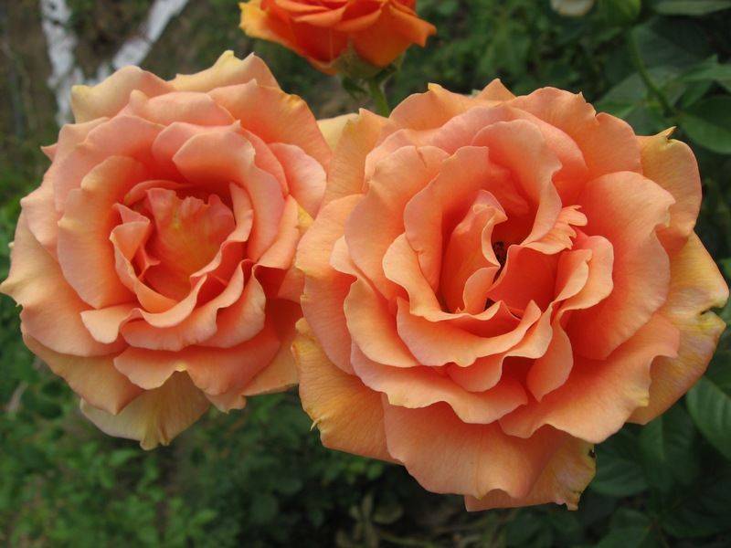 Роза ашрам (ashram) — описание повторноцветущей культуры