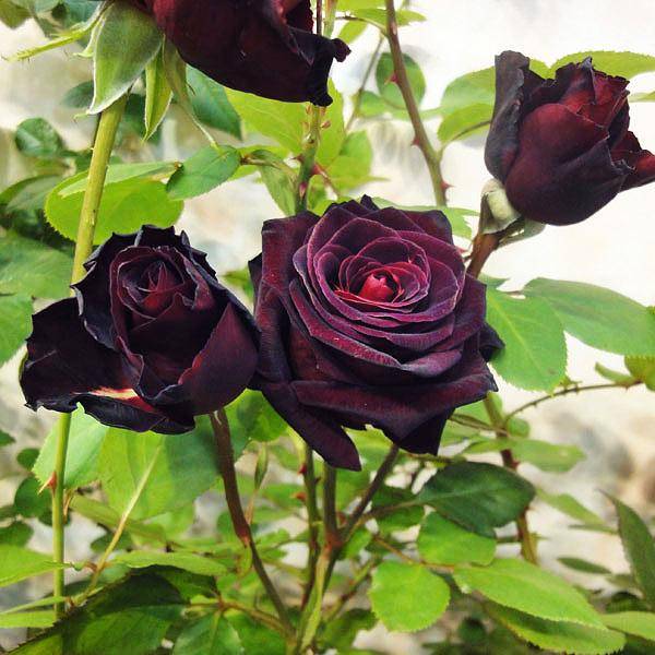 Черный принц — идеально черная роза | о розе