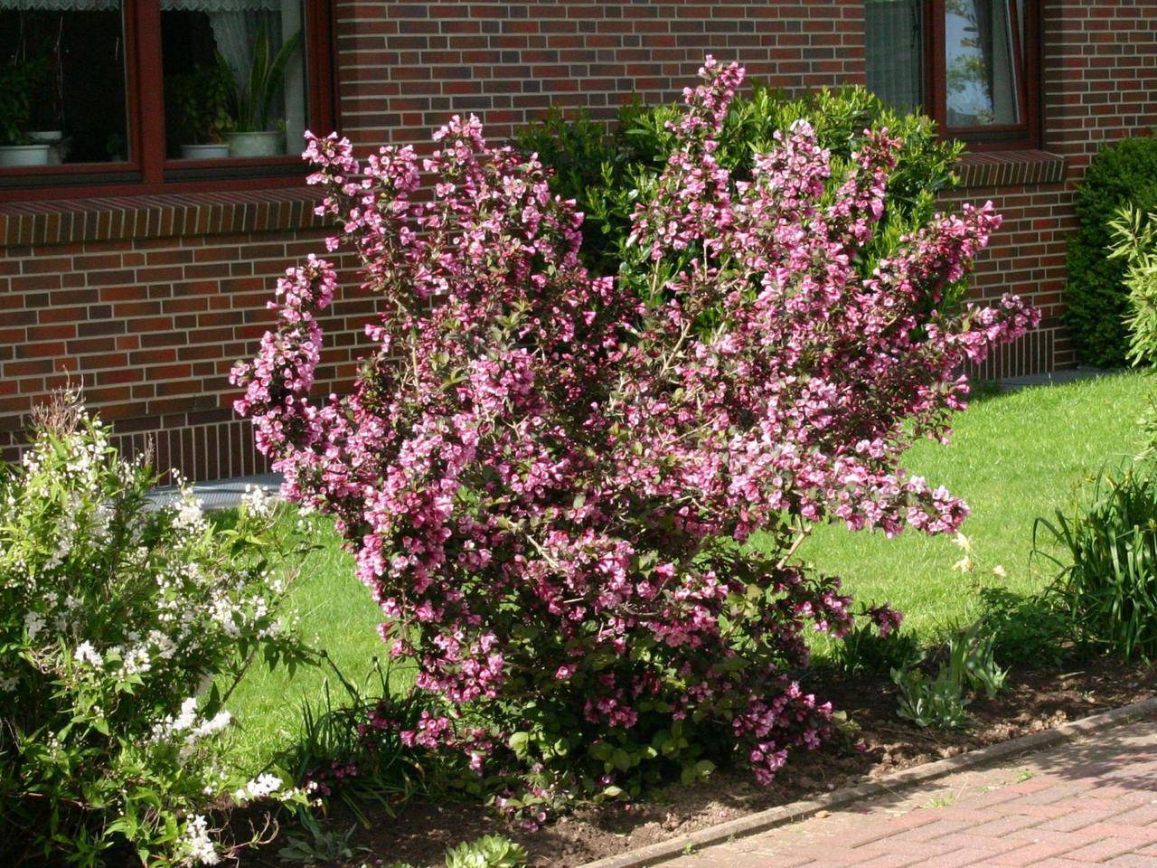 Декоративные кустарники: морозостойкие, многолетние, красивые, низкие для сада и дачи, цветущие все лето розовыми и желтыми цветами
 - 24 фото